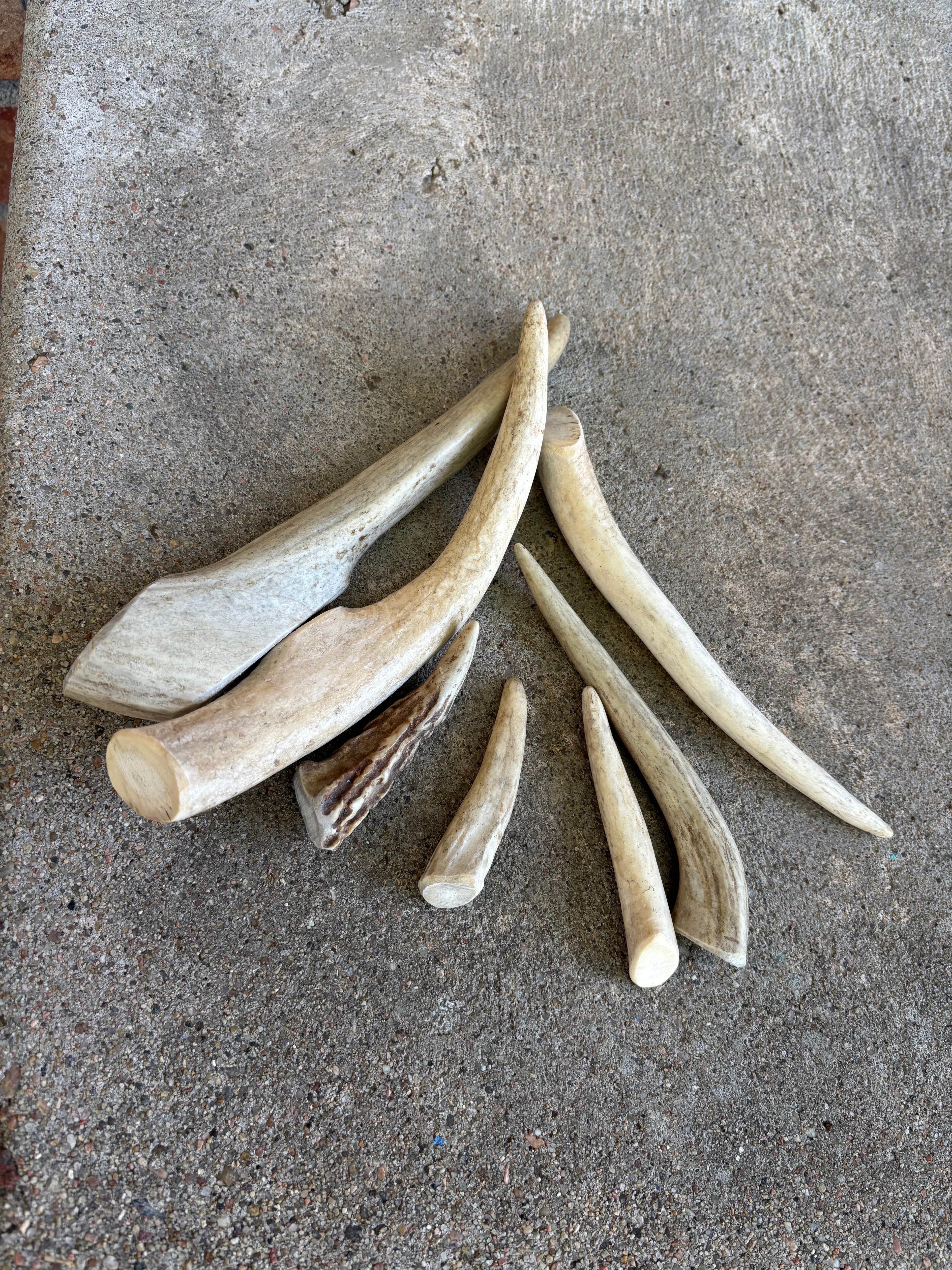 Deer Antler- small