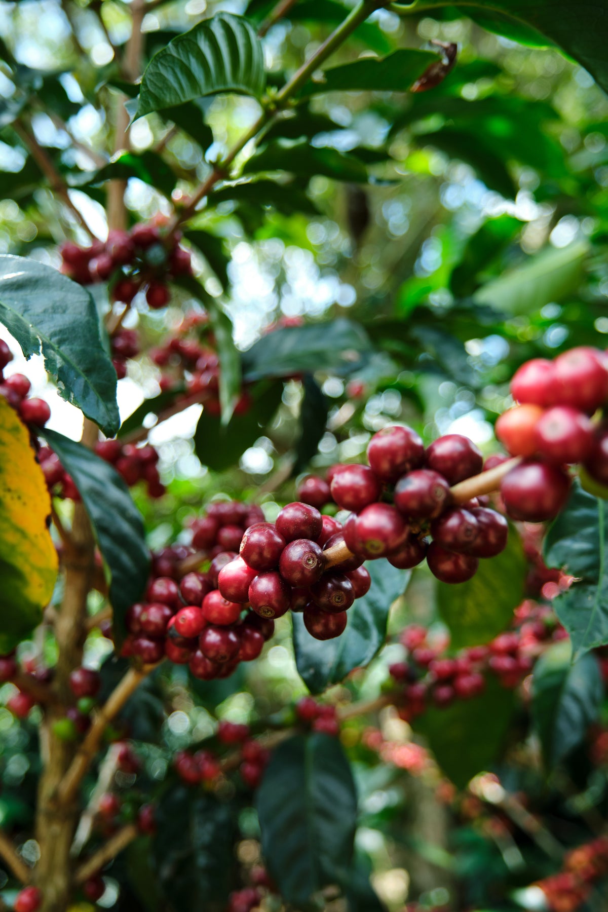 Café Vida Medium-Light Roast Coffee